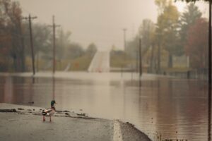 A lone duck standing on a flooded road surrounded by autumn foliage and misty atmosphere.
