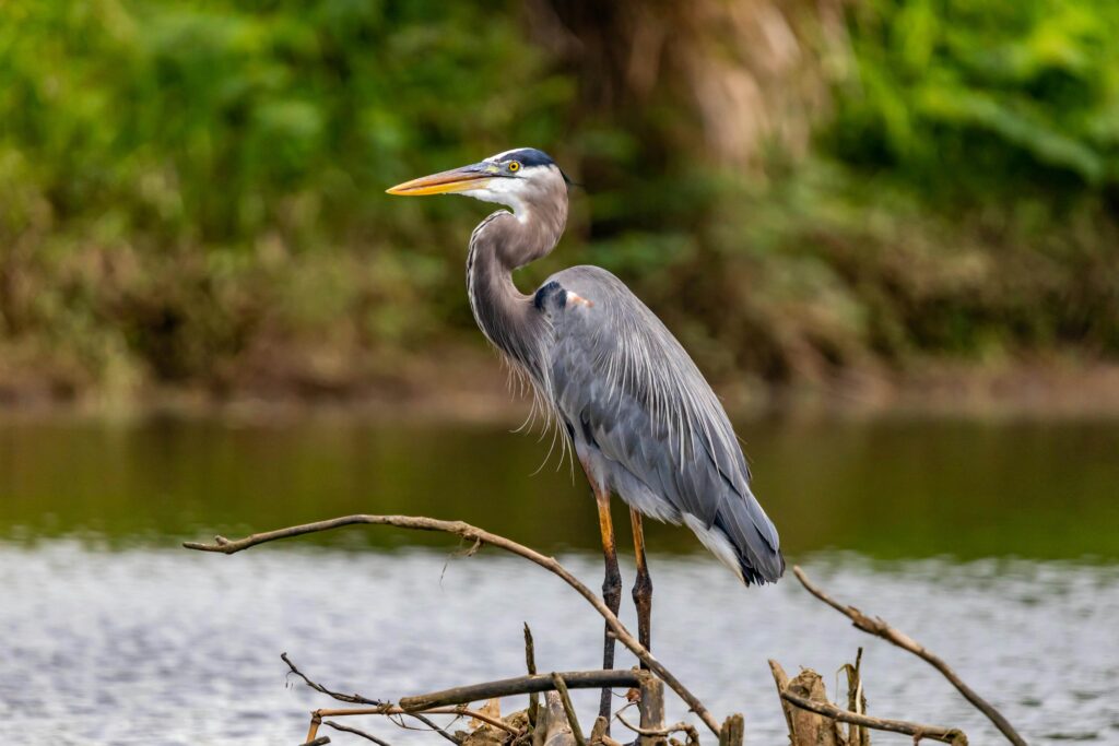 Great blue heron perched on branches at a lakeside, showcasing nature's beauty.